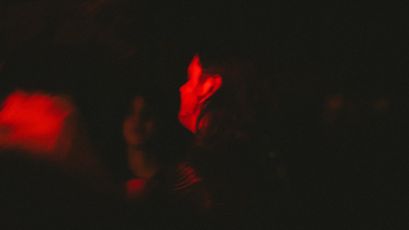 Concert Photography screenshot 22